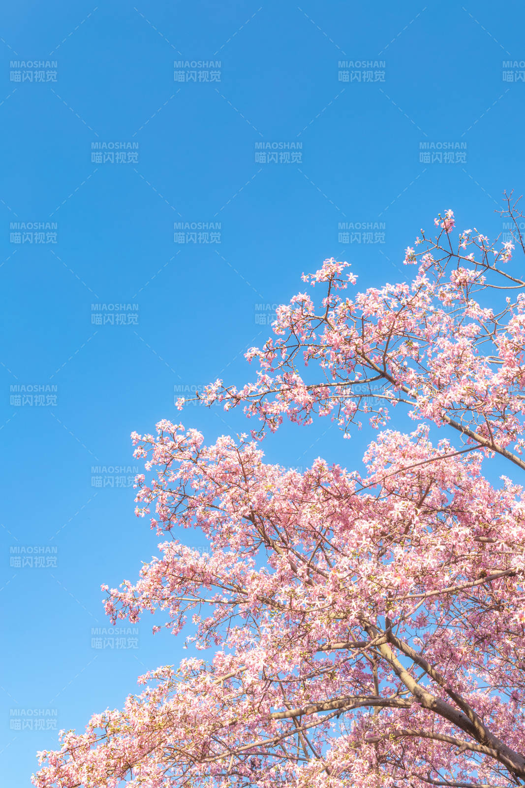 樱花绽放 蓝天映衬