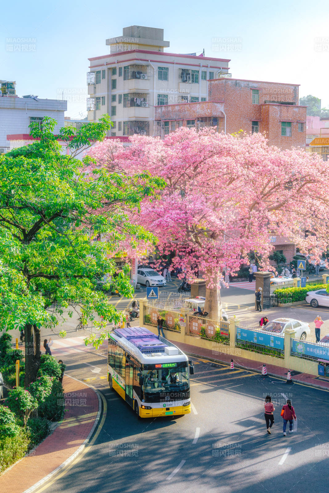 樱花树下公交穿行