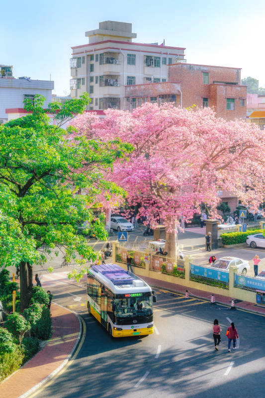 樱花树下公交穿行