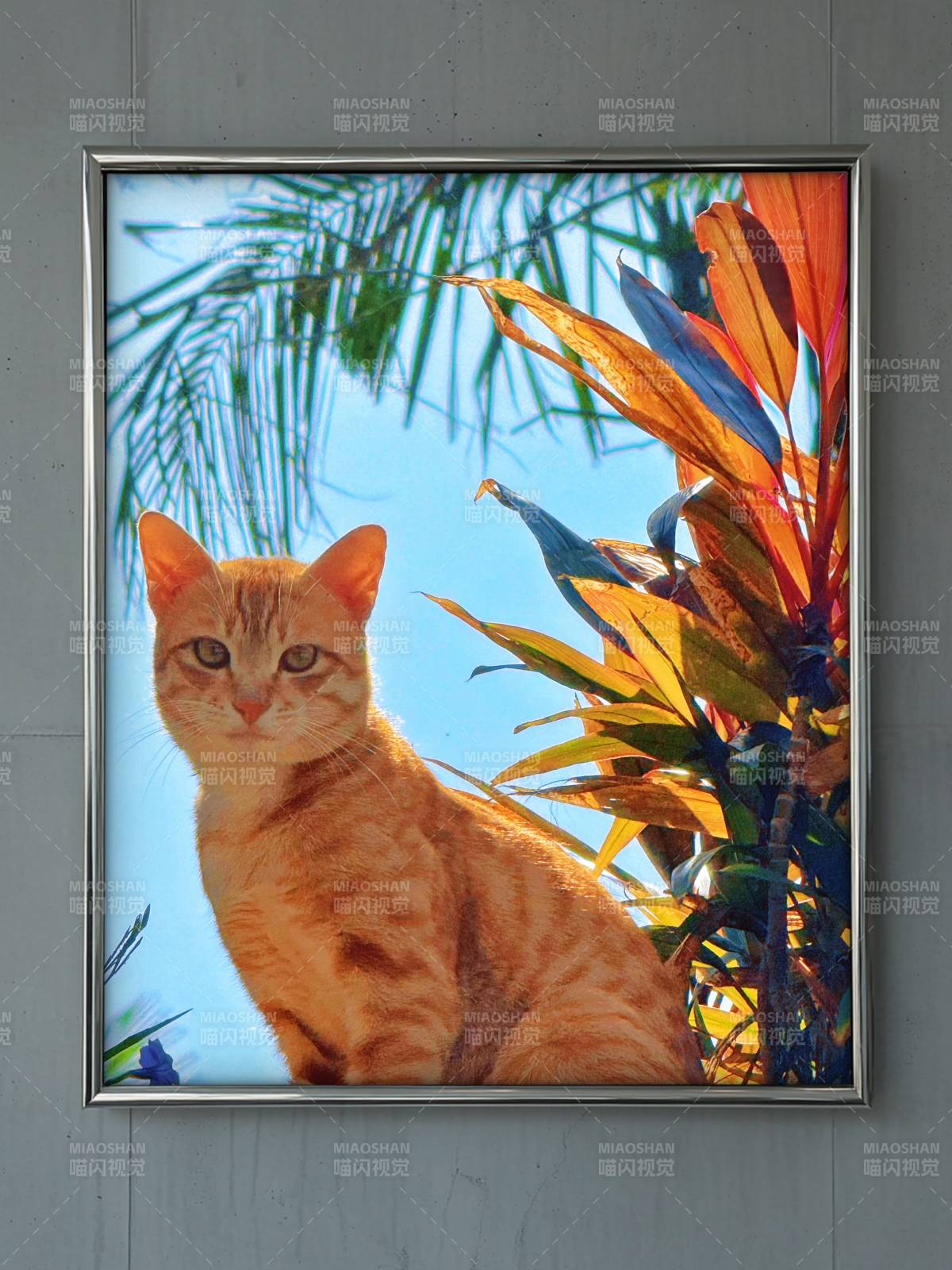 橙貓熱帶風(fēng)情