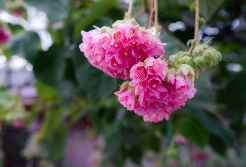 粉红花簇垂挂枝头