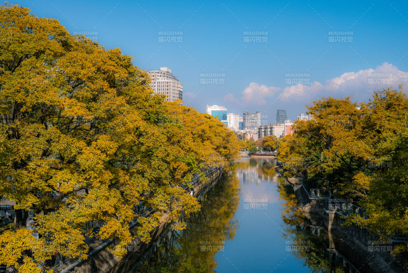 大观河畔金叶映城