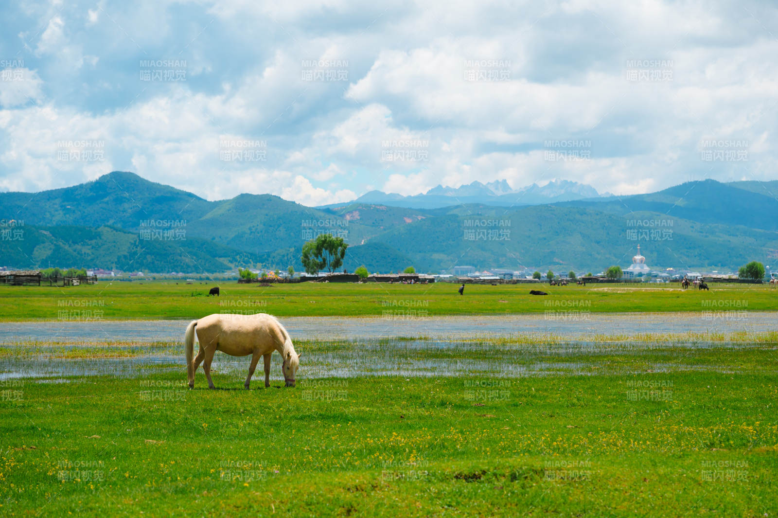纳帕海草原上的白马