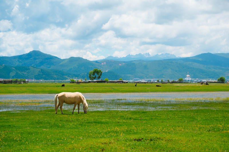 纳帕海草原上的白马