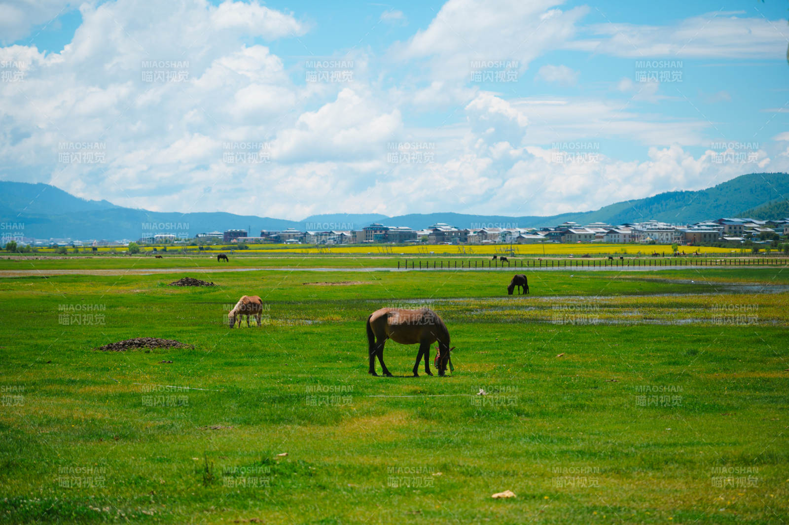 纳帕海草原上的马群
