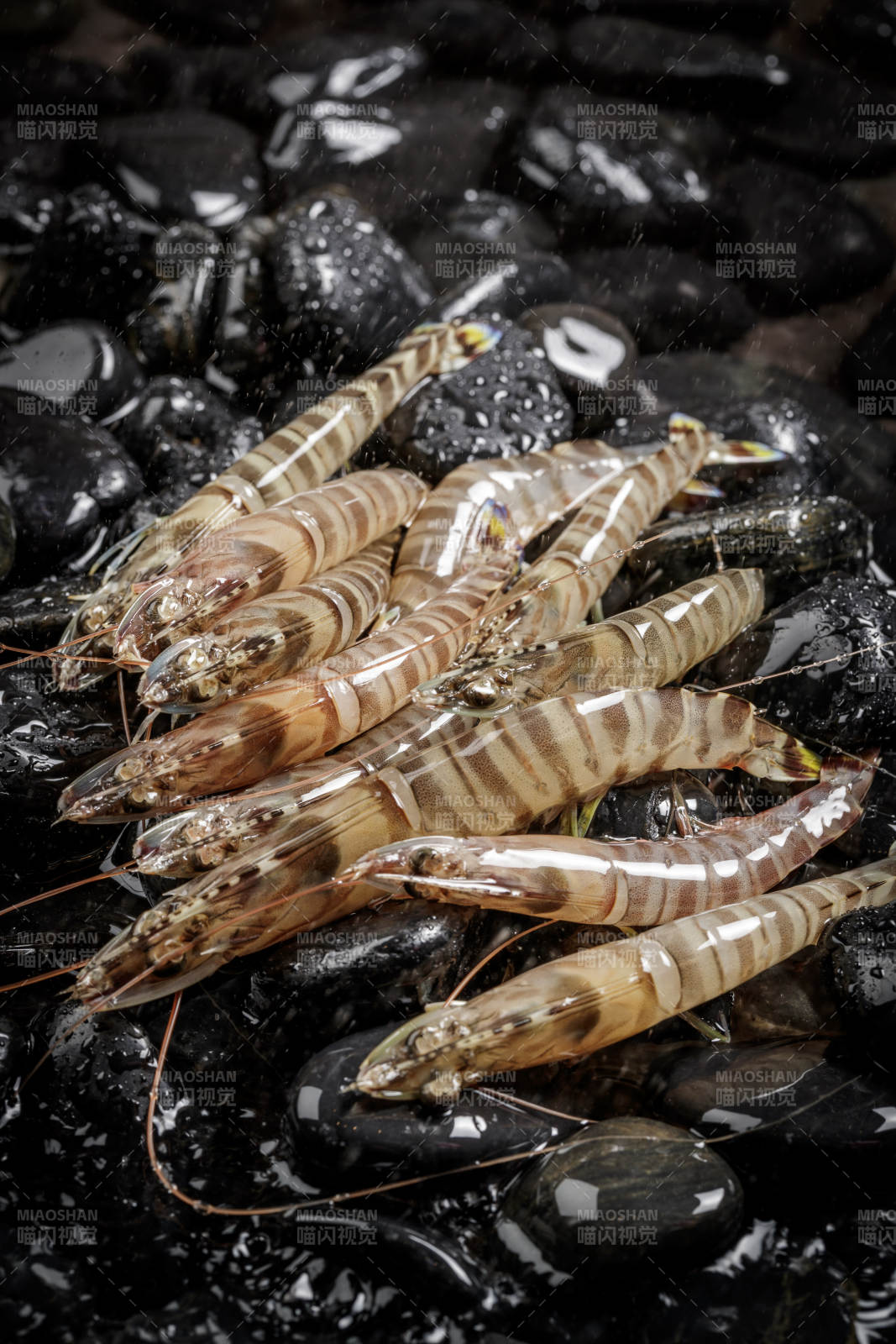 基圍蝦擺放在布滿黑色鵝卵石的水中