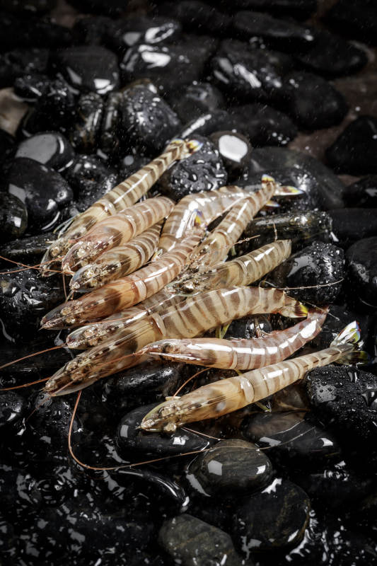 基围虾摆放在布满黑色鹅卵石的水中