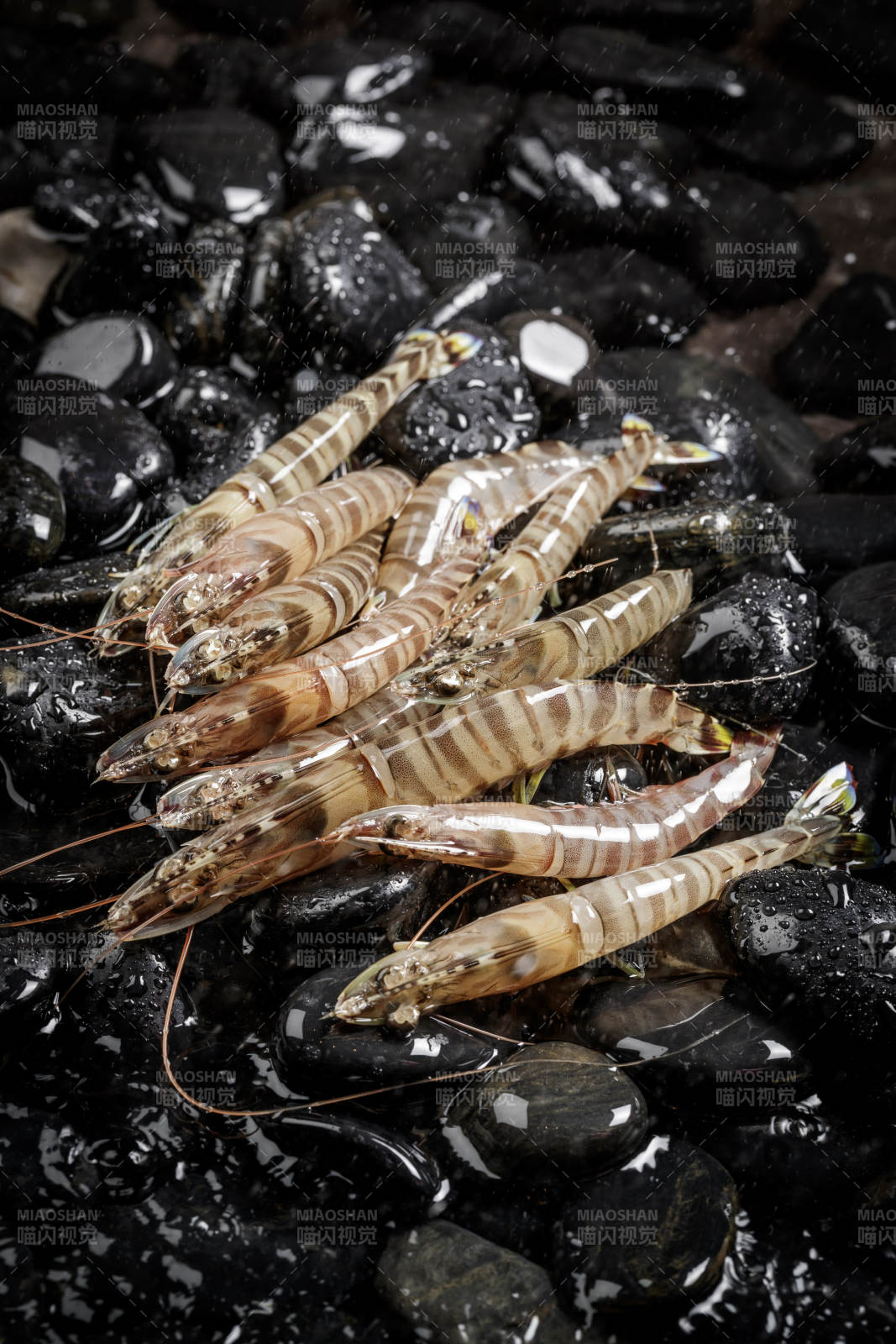 基圍蝦擺放在布滿黑色鵝卵石的水中