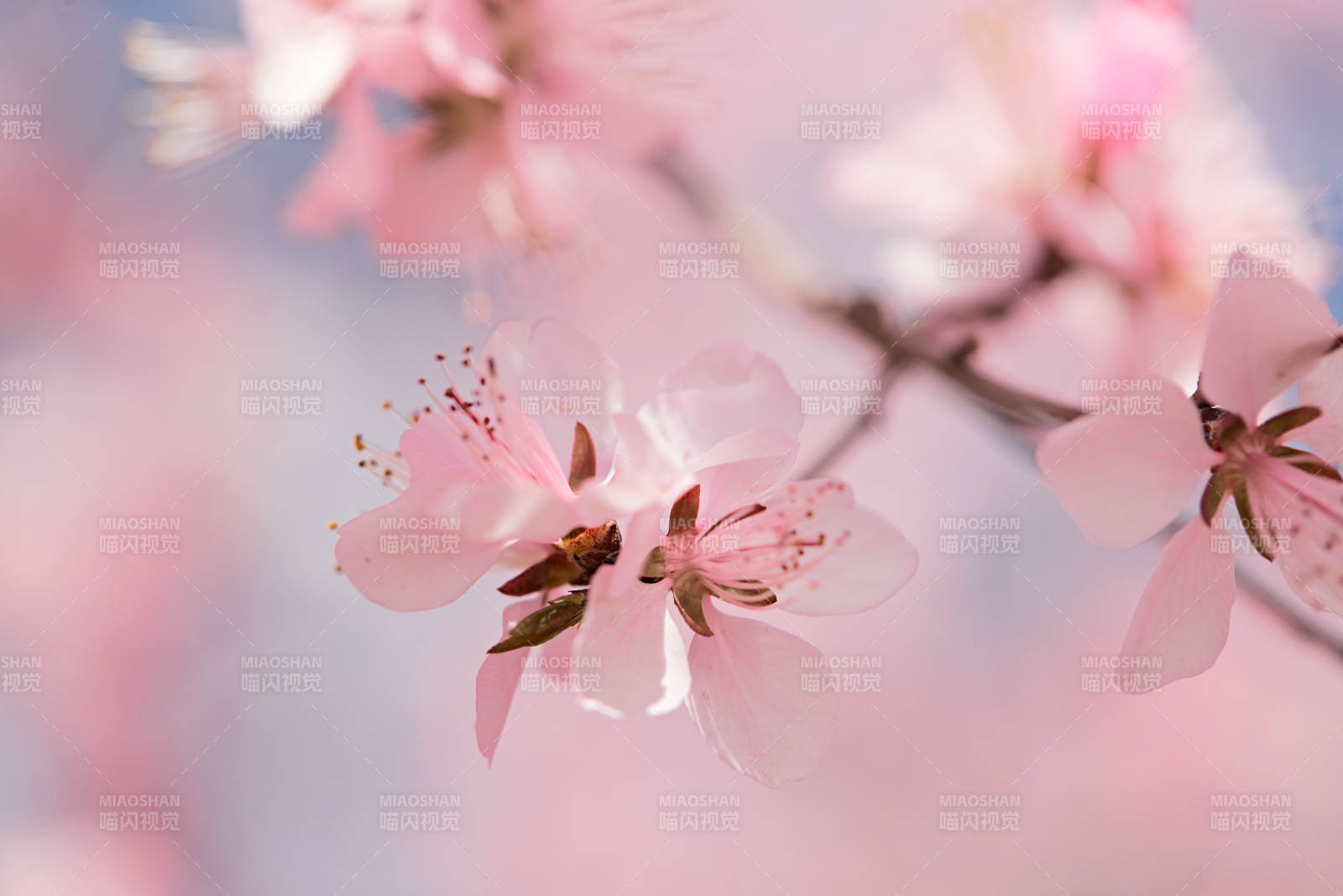 春天户外盛开的桃花