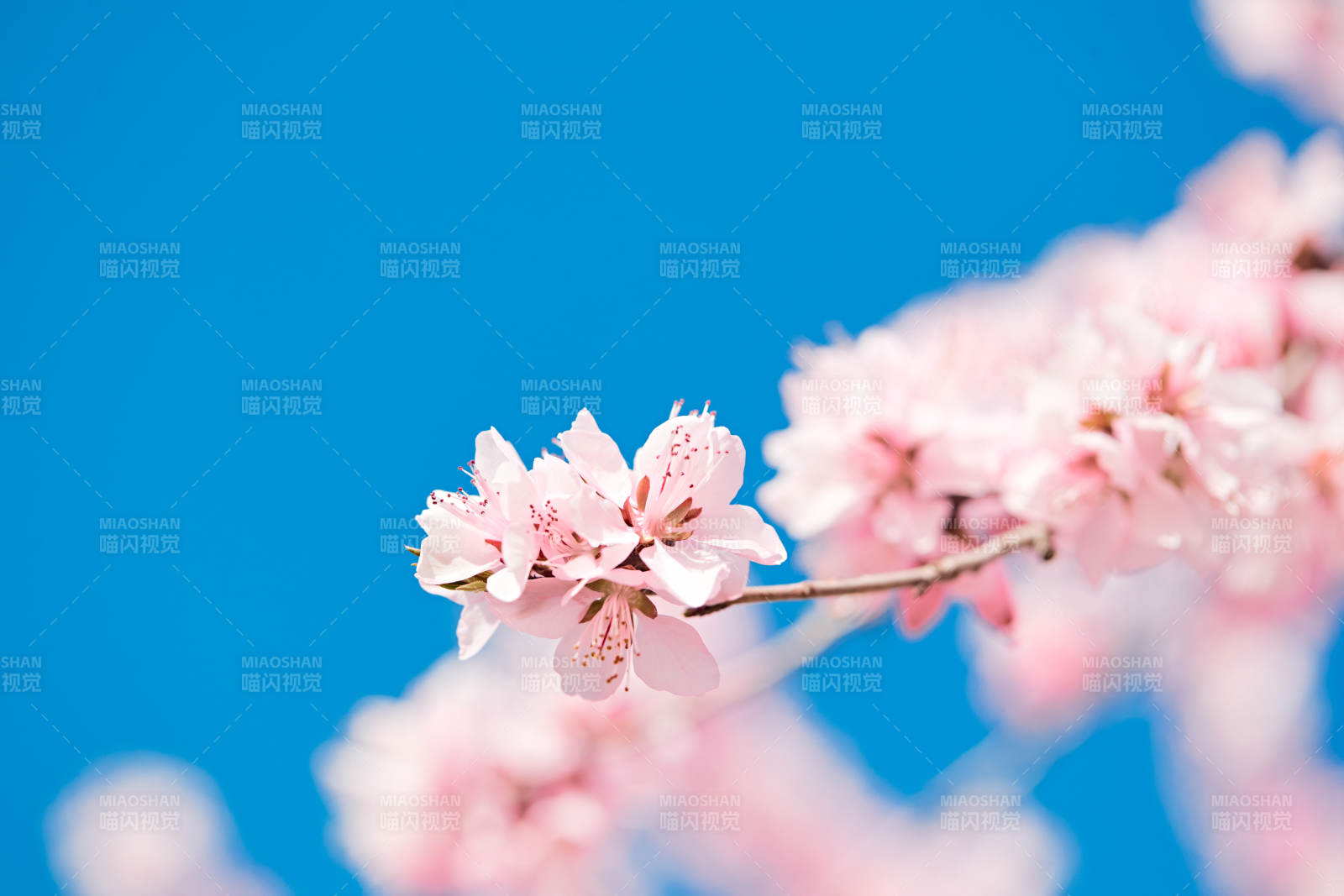 春天户外盛开的桃花