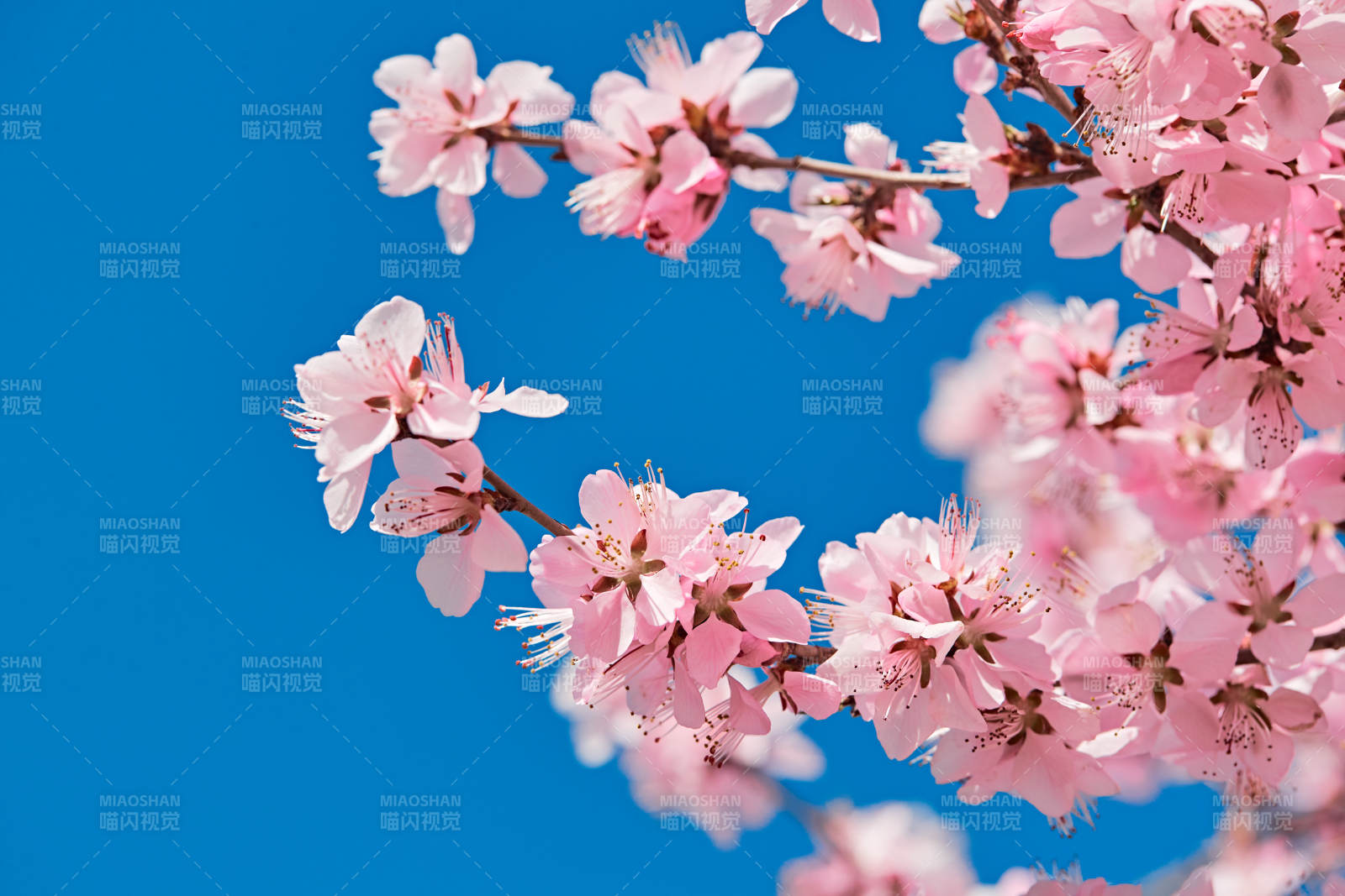 春天户外盛开的桃花