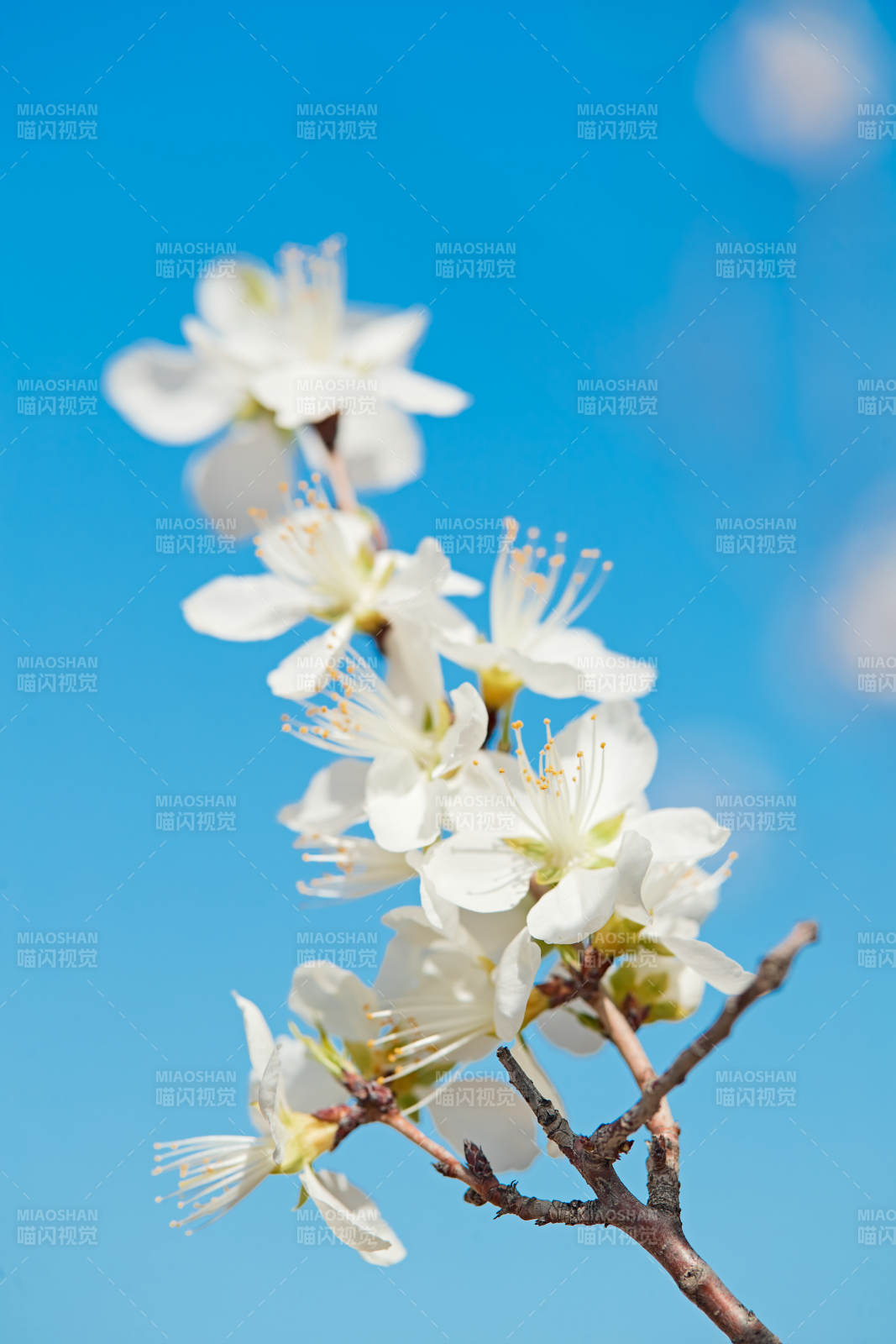 春天户外盛开的桃花