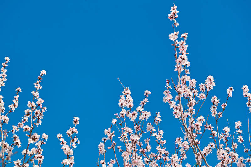 春天户外盛开的桃花