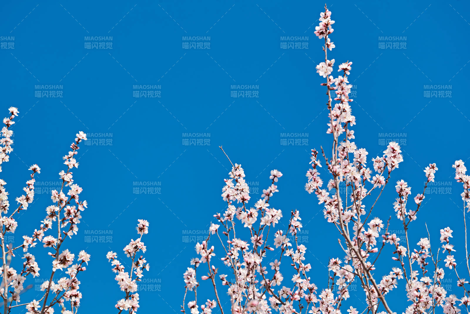 春天户外盛开的桃花