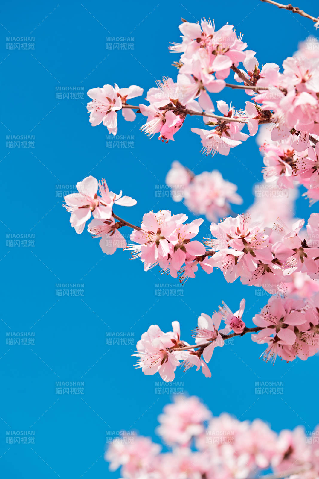 春天户外盛开的桃花