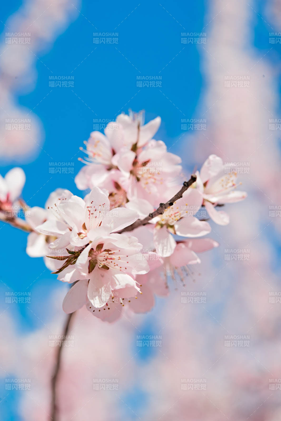 春天戶外盛開的桃花