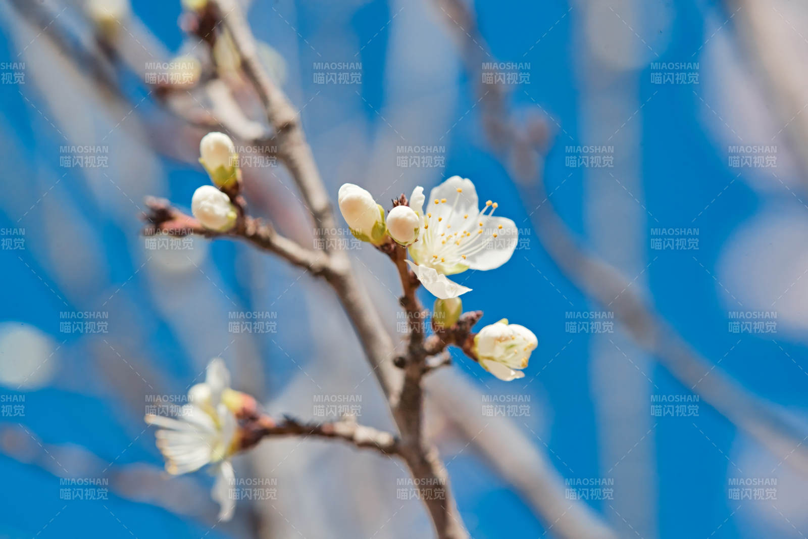 春天户外盛开的桃花