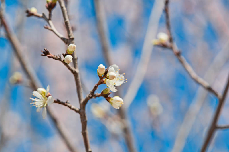 春天户外盛开的桃花