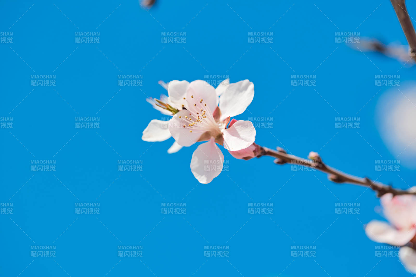 春天户外盛开的桃花