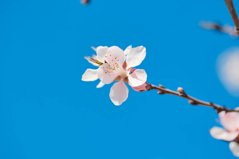 春天户外盛开的桃花