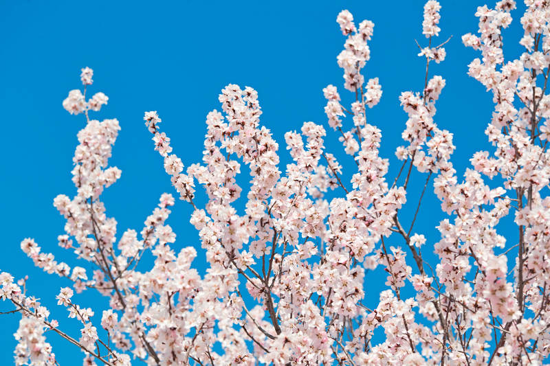 春天户外盛开的桃花