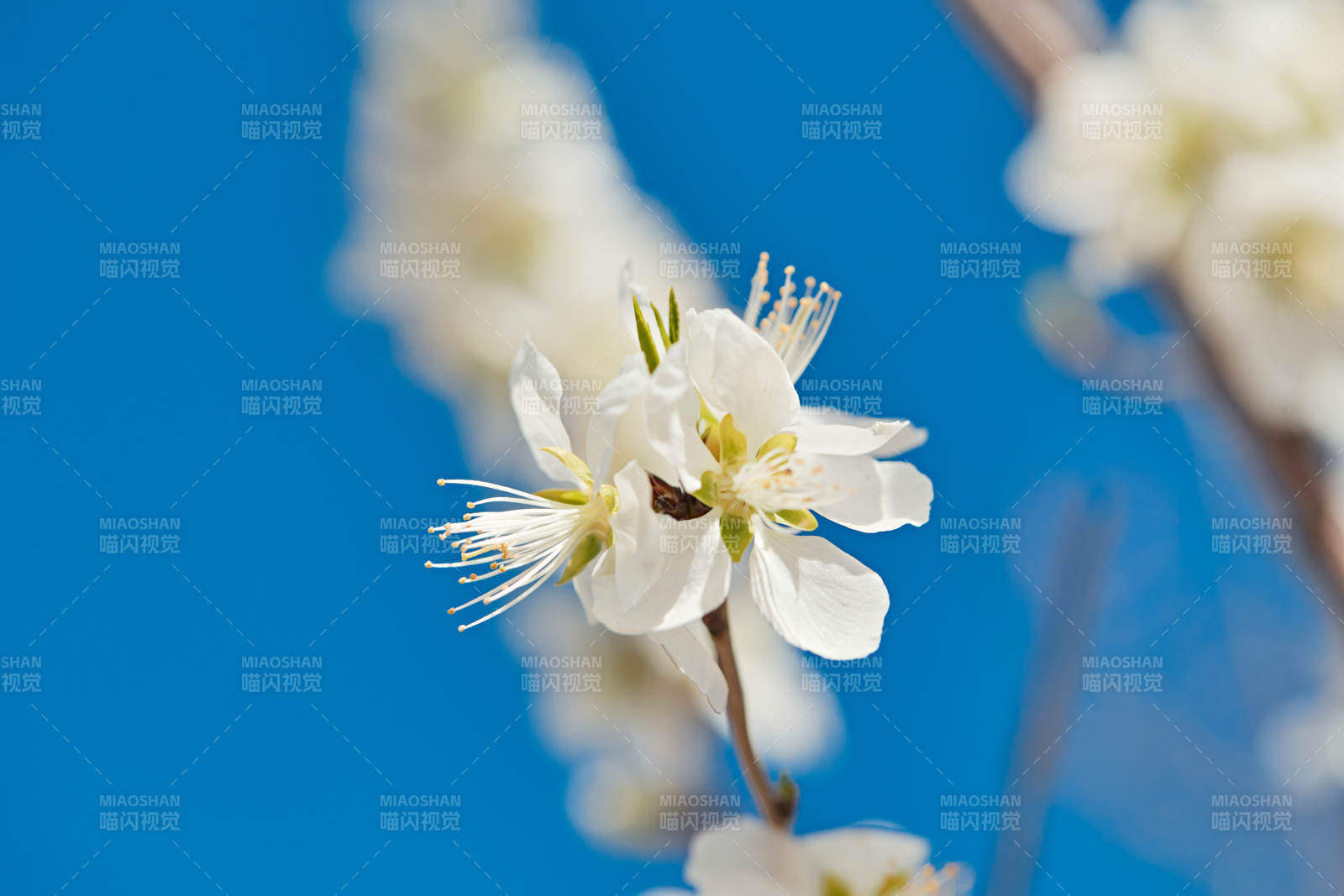 春天户外盛开的桃花