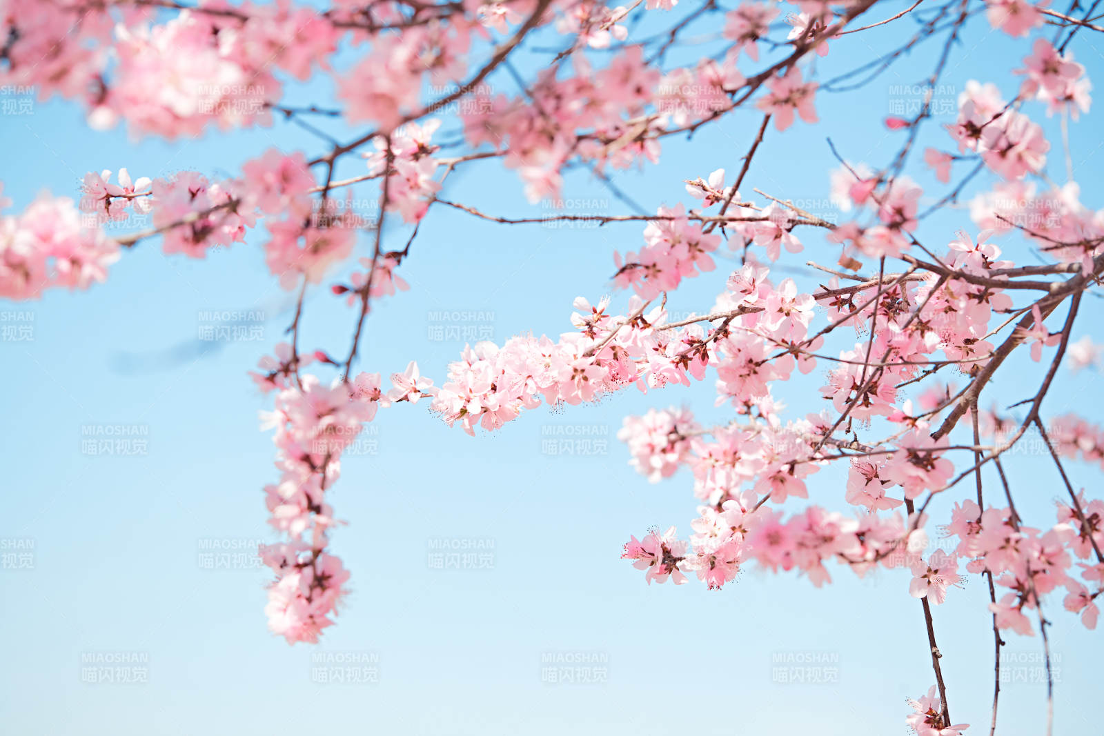 春天户外盛开的桃花