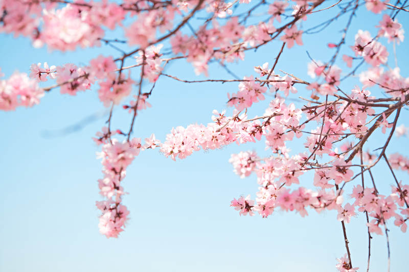 春天户外盛开的桃花