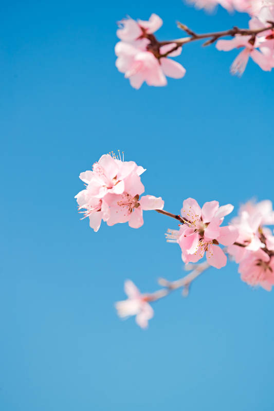 春天户外盛开的桃花