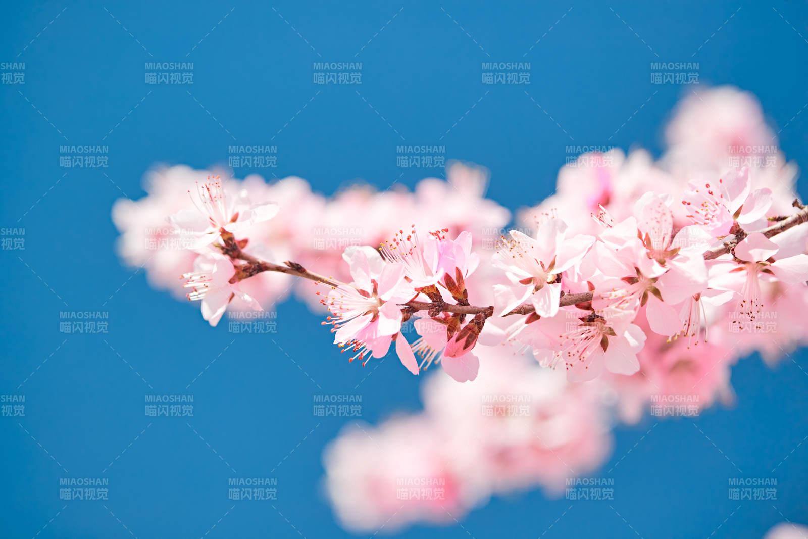 春天户外盛开的桃花