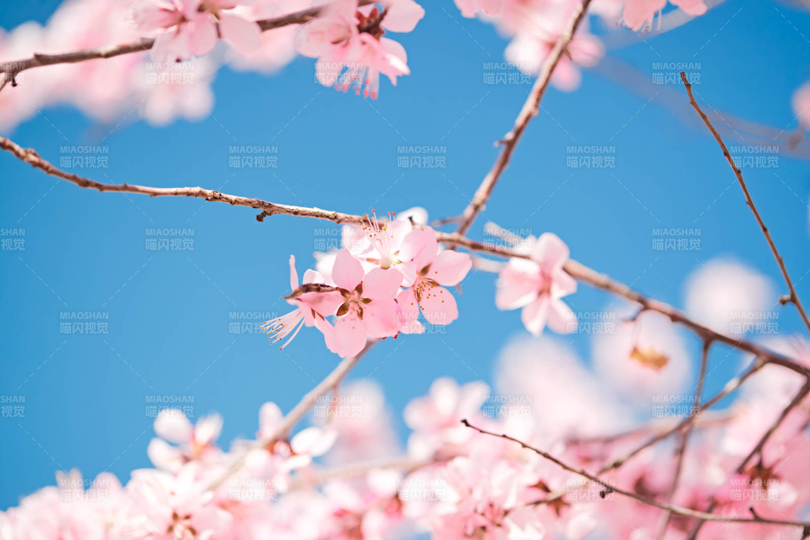 春天户外盛开的桃花