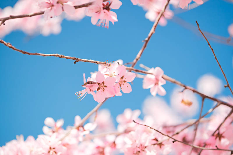 春天户外盛开的桃花