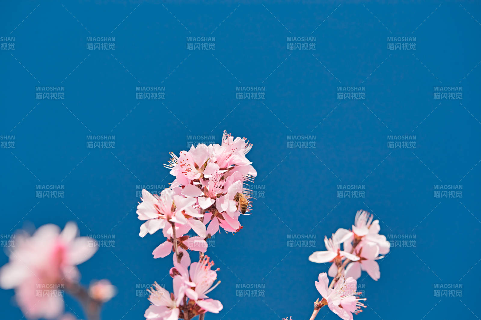 春天户外盛开的桃花