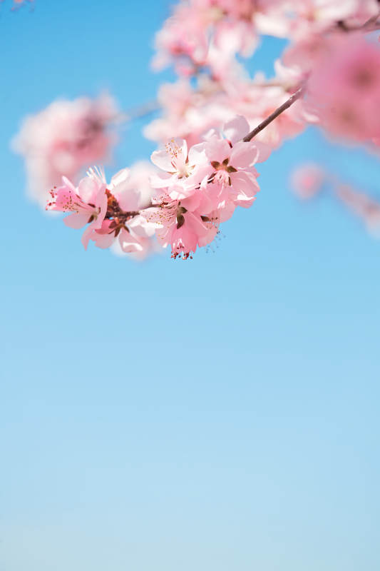 春天户外盛开的桃花