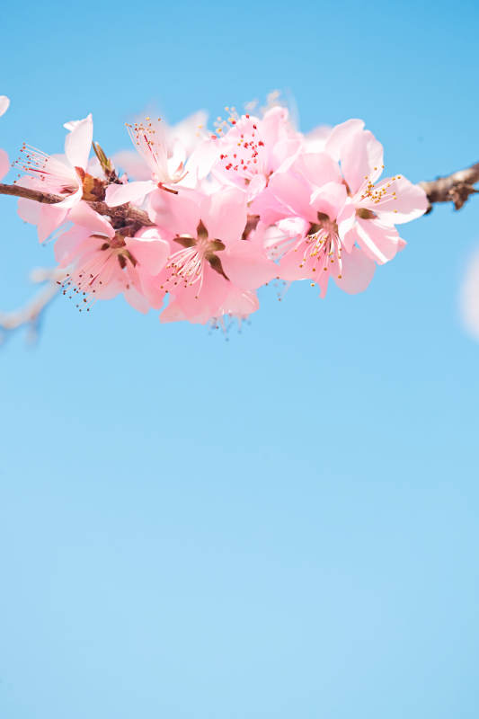 春天户外盛开的桃花