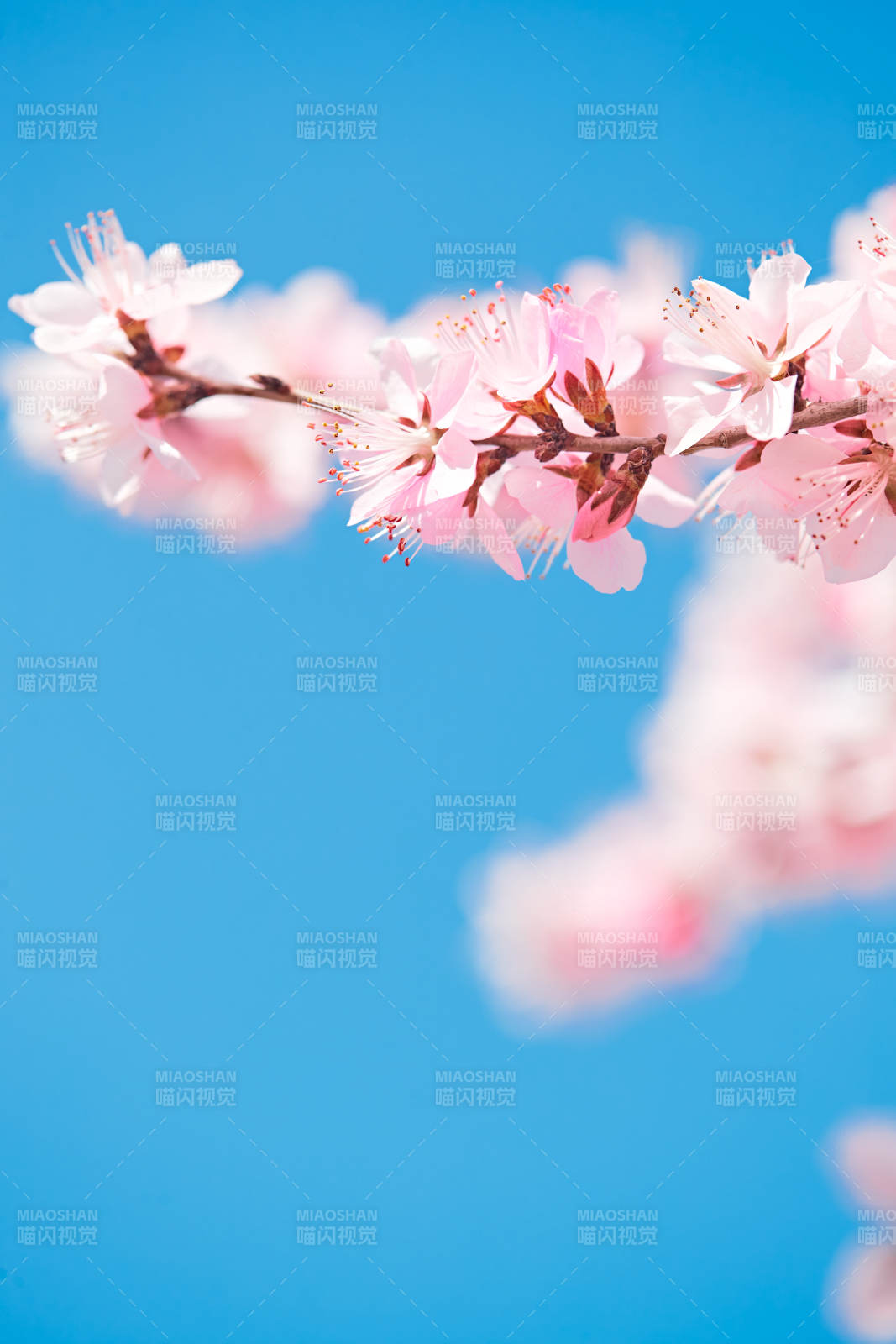 春天户外盛开的桃花