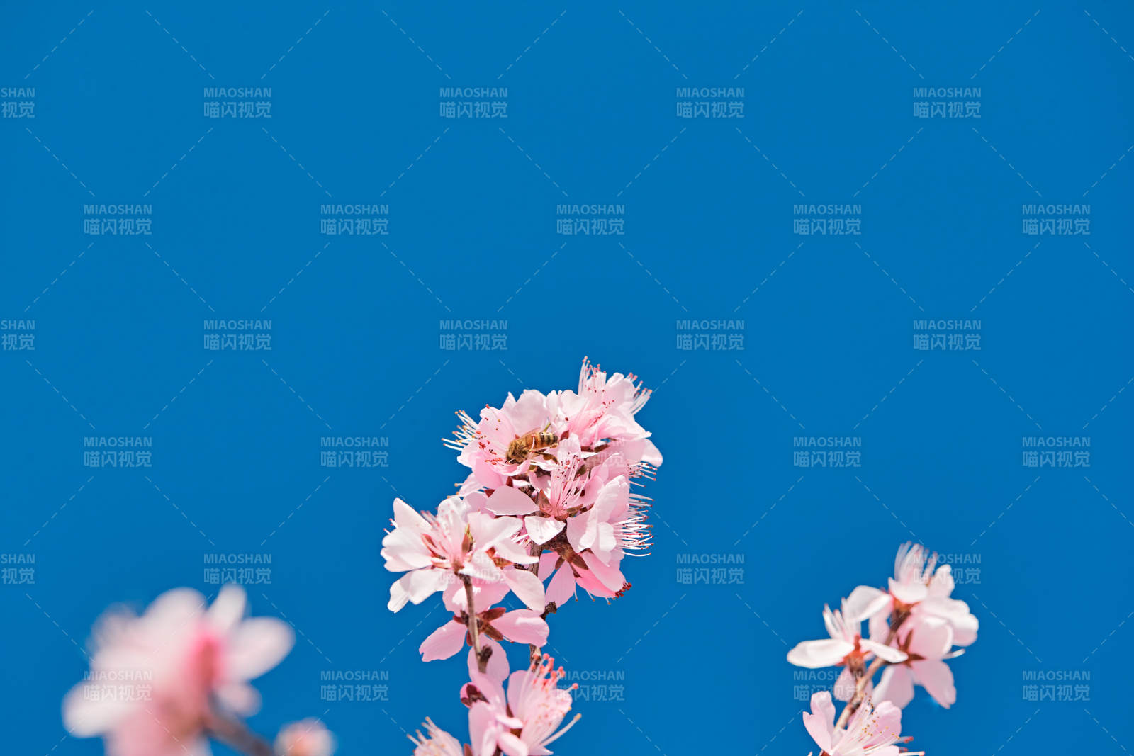 春天户外盛开的桃花