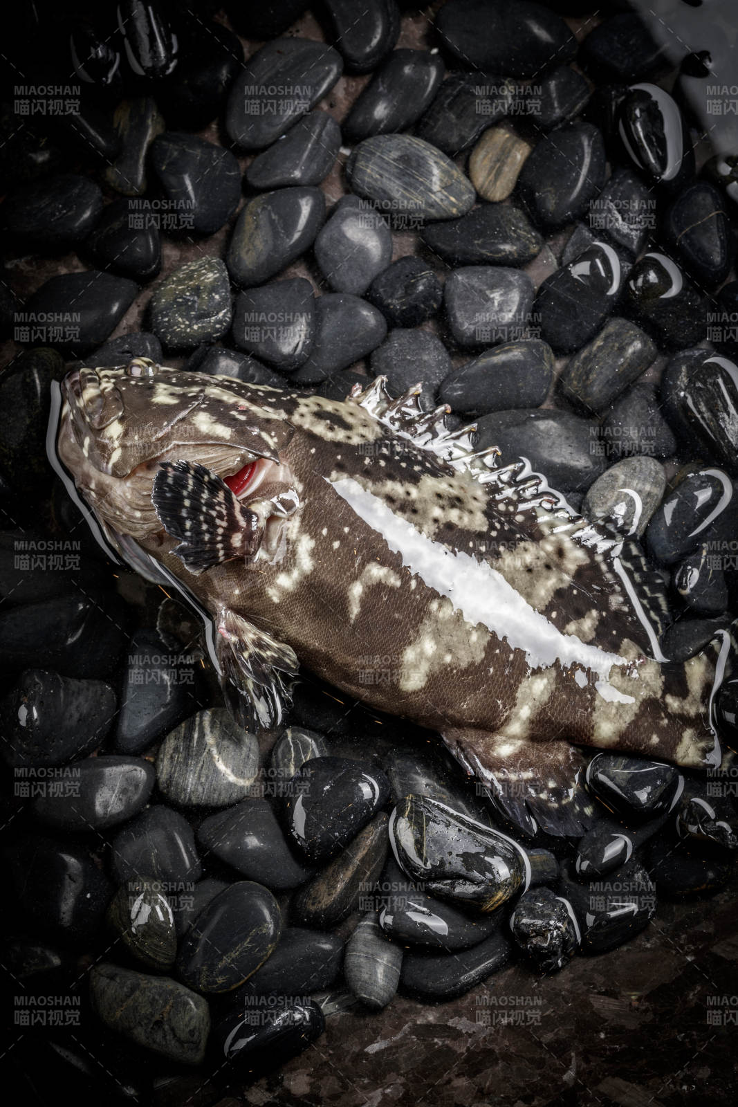 生猛的石斑鱼放在布满黑色鹅卵石的水中