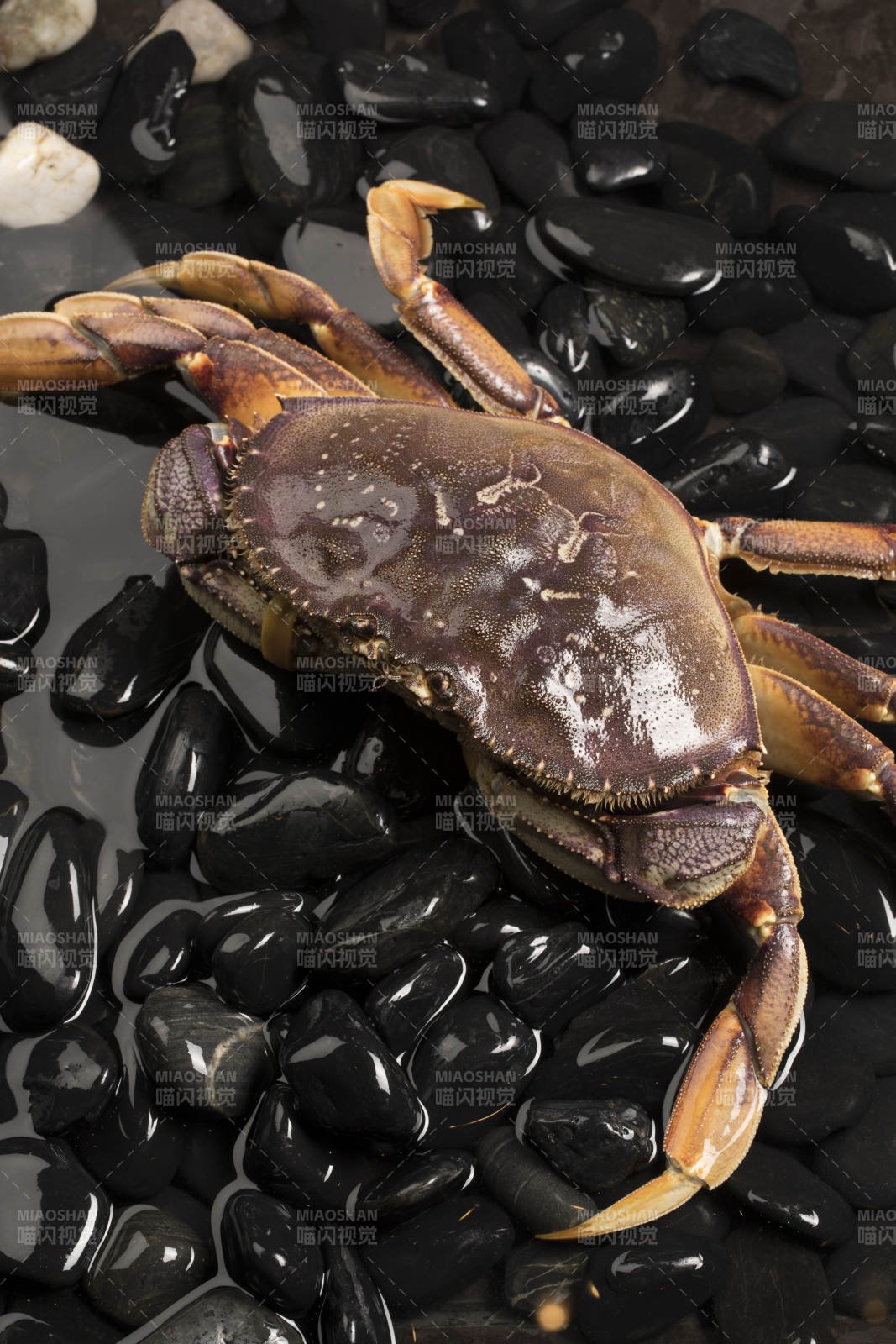 鲜活的珍宝蟹趴在布满黑色鹅卵石的水中