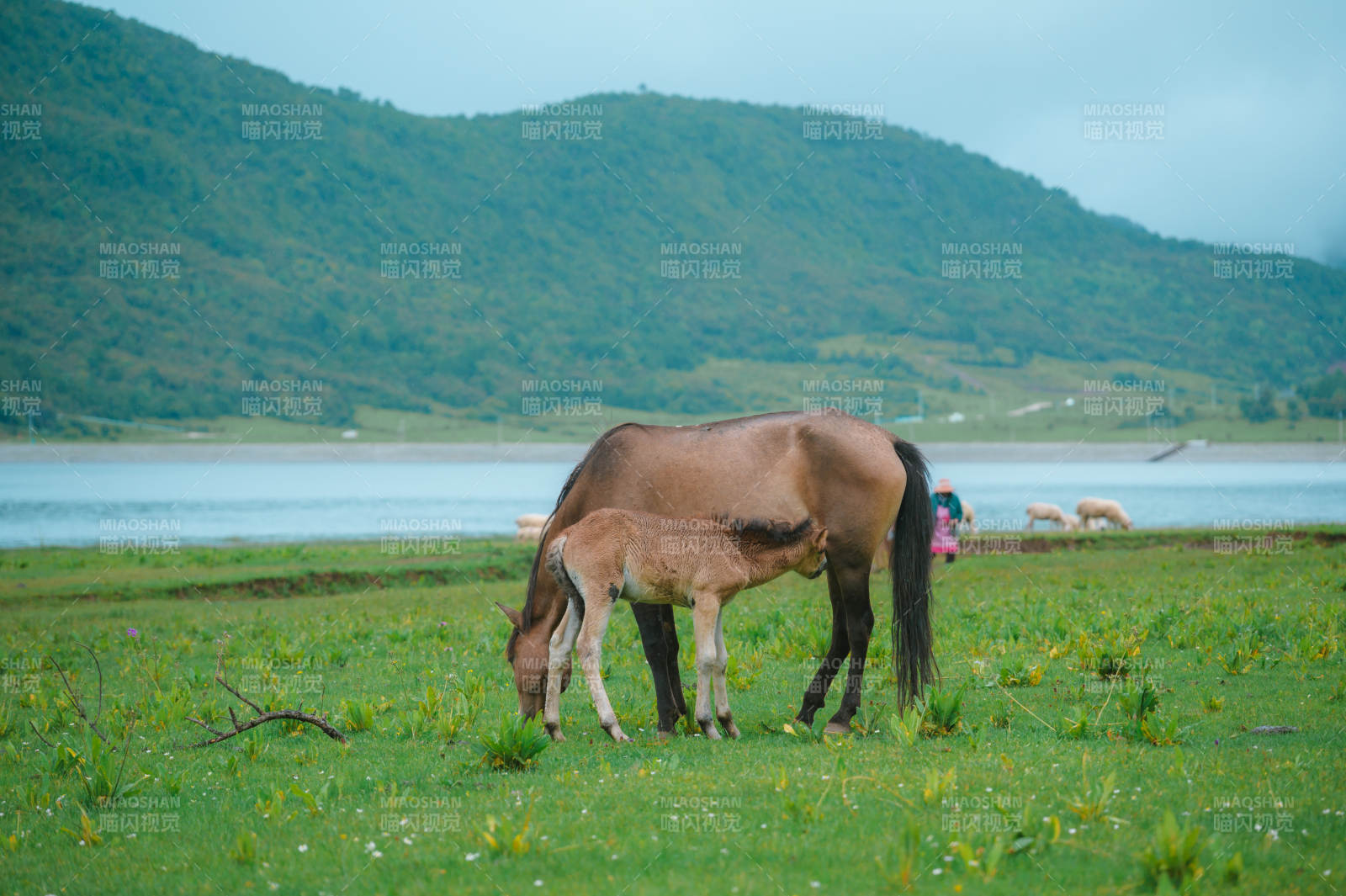 母马与小马在草原