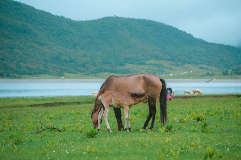 母马与小马在草原