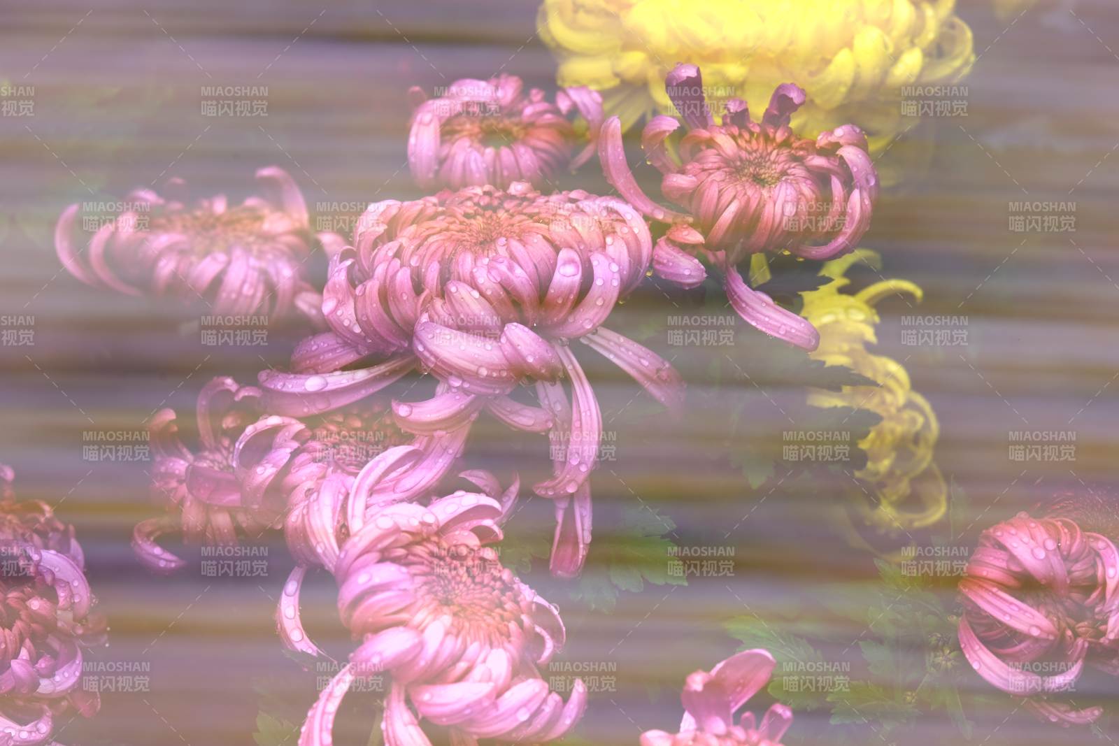 秋菊绽放水中影