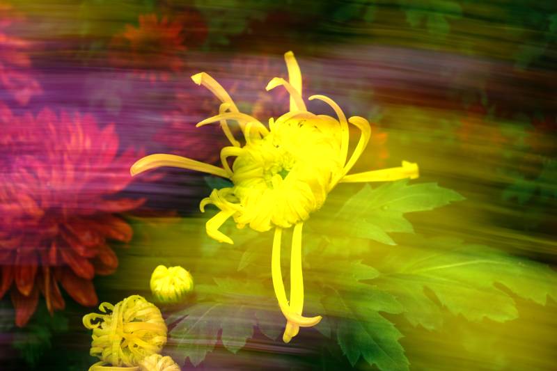 黄花绽放 色彩斑斓