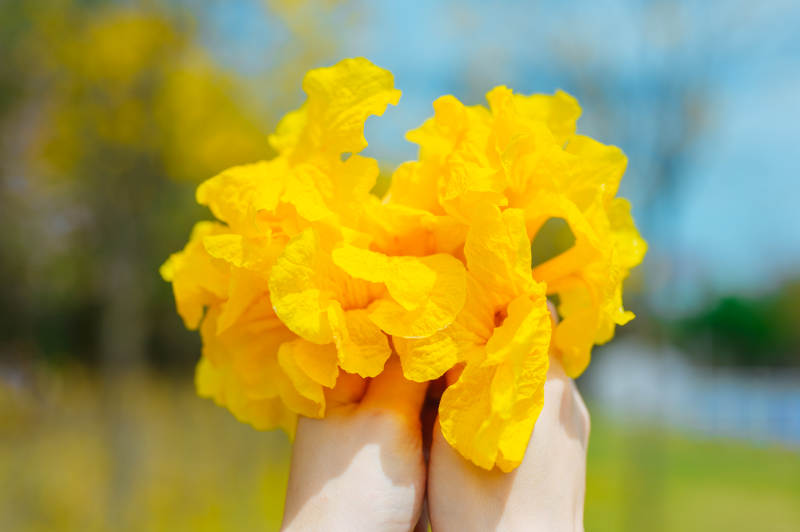 手捧金黄花束