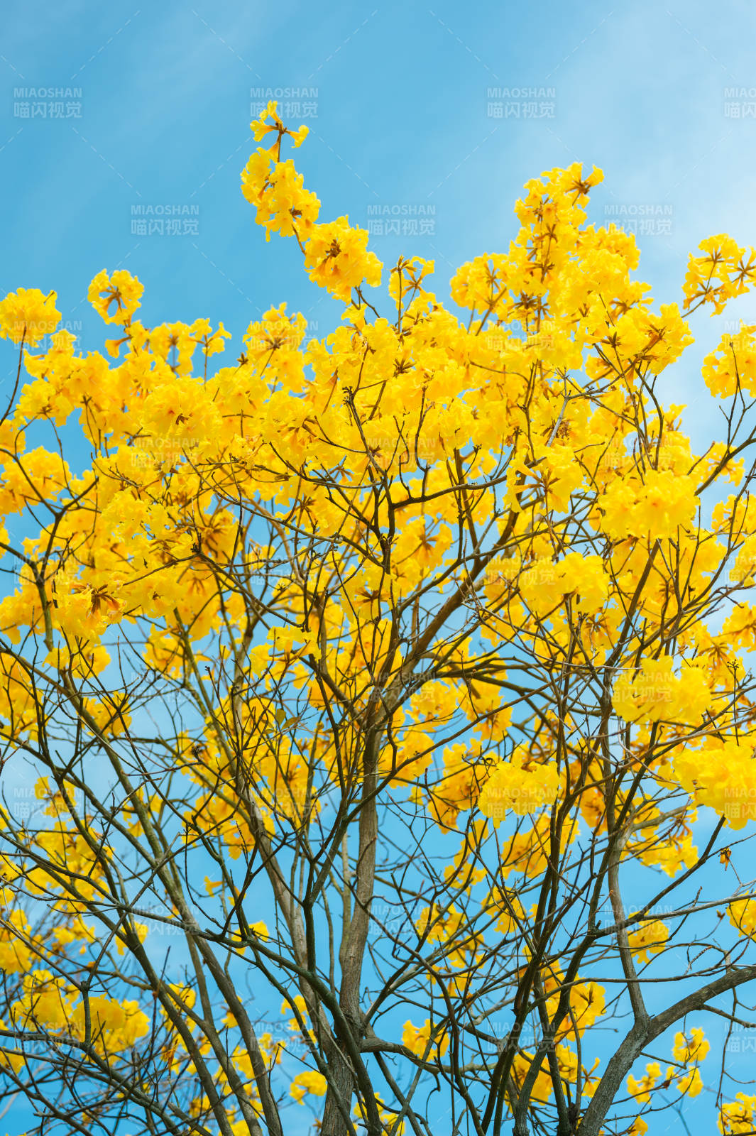 黄花绽放蓝天