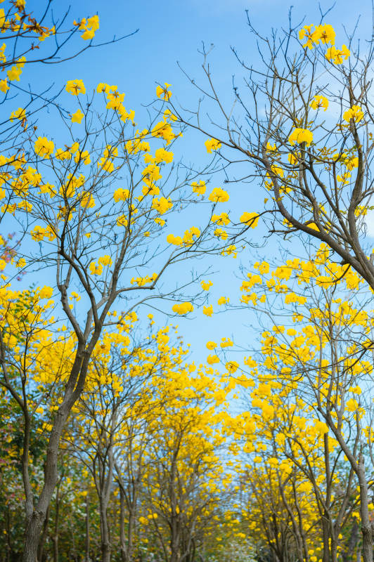 黄花满枝春意浓