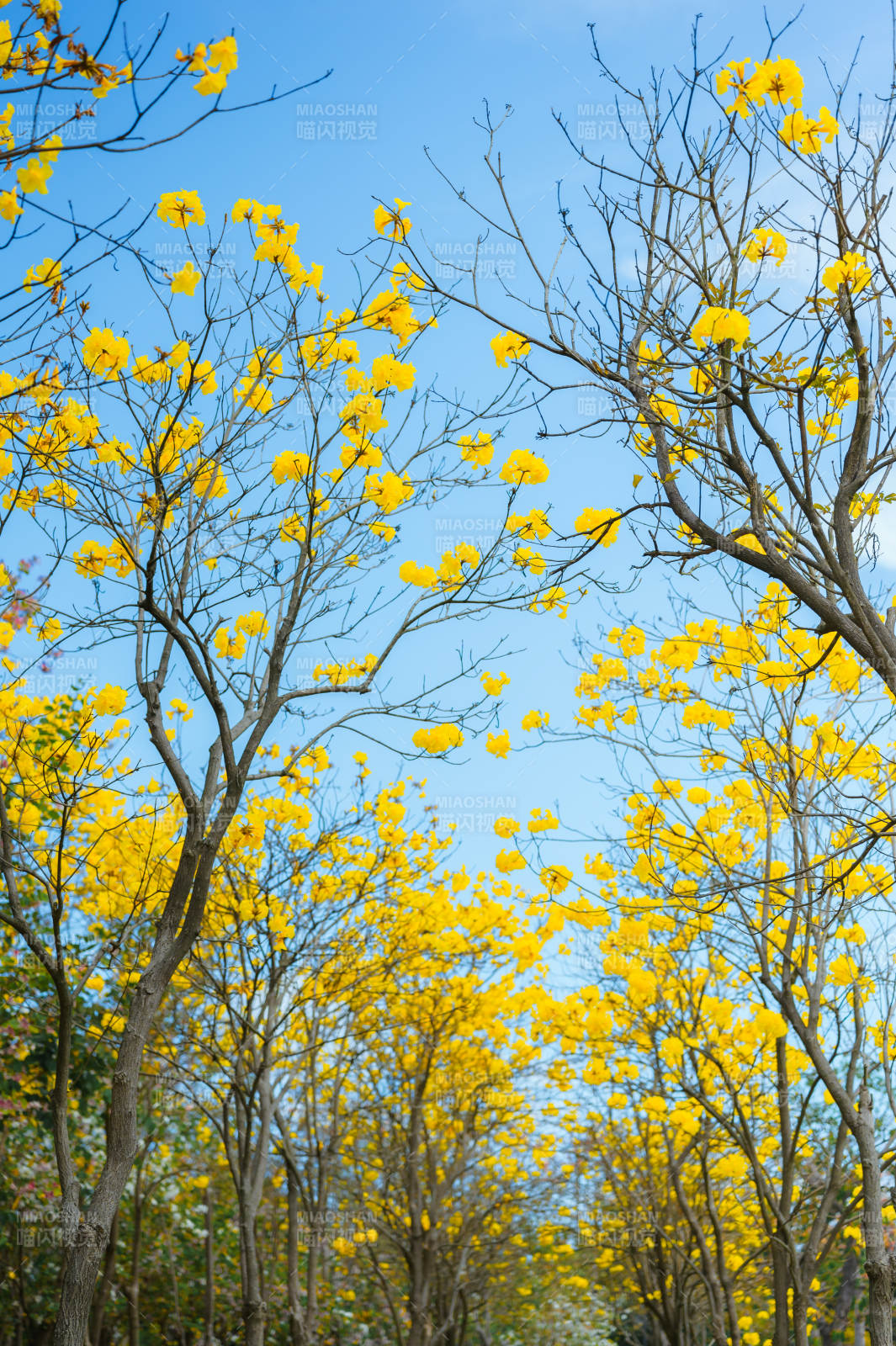 黄花满枝春意浓