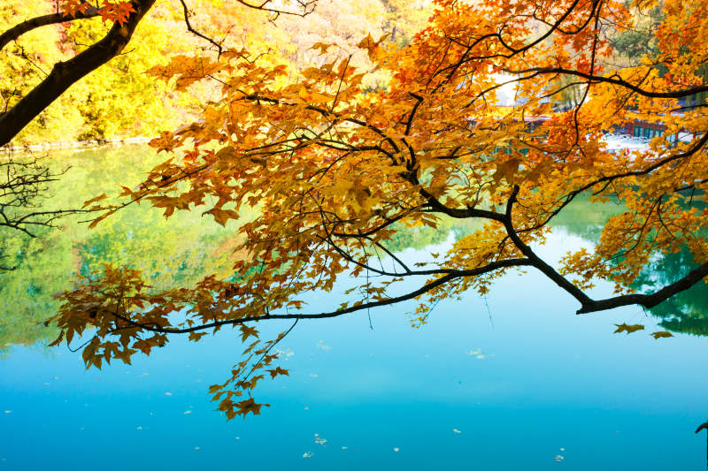 秋叶映湖