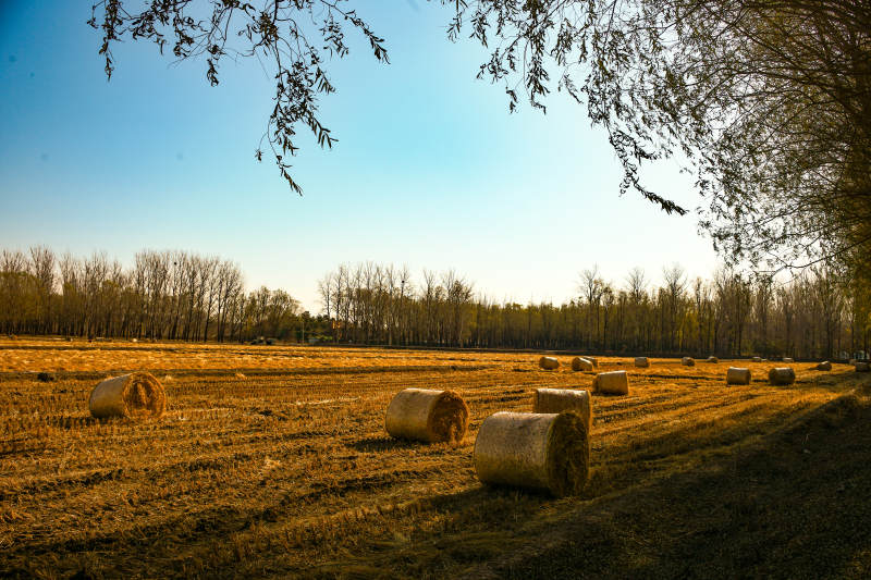 北京海淀稻香花海—金秋田野草垛