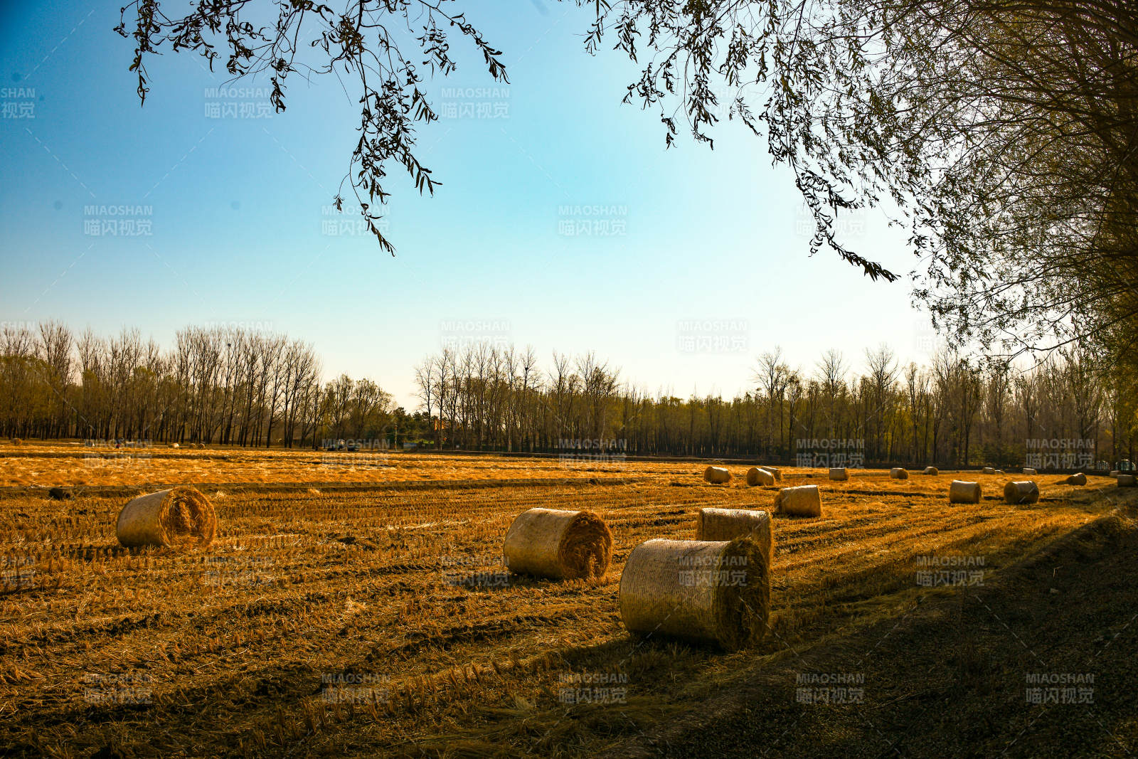 北京海淀稻香花海—金秋田野草垛